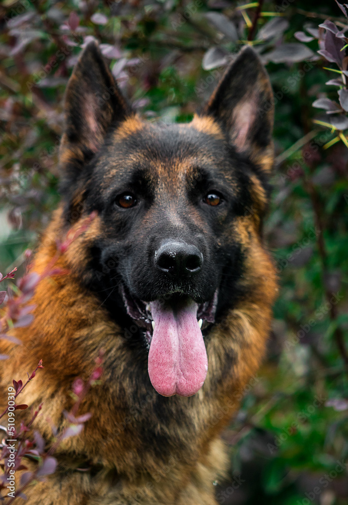 german shepherd dog portrait in the bush