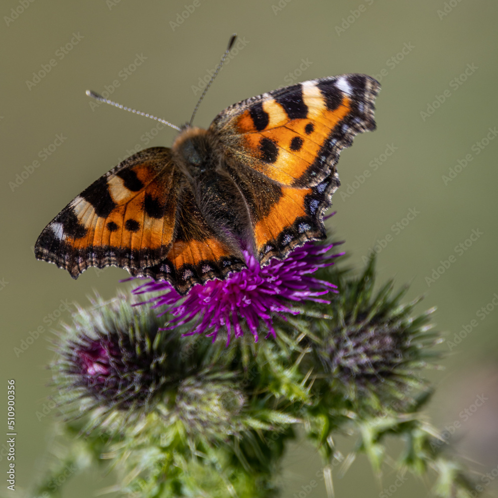small tortoiseshell butterfly on thistle flower