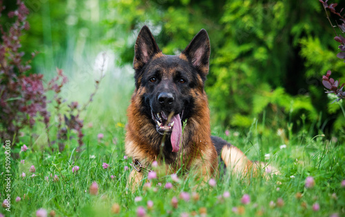 german shepherd dog in the grass © Happy monkey