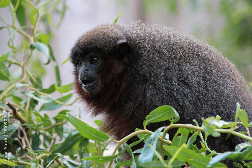 Ταπετσαρία coppery titi in a zoo in france