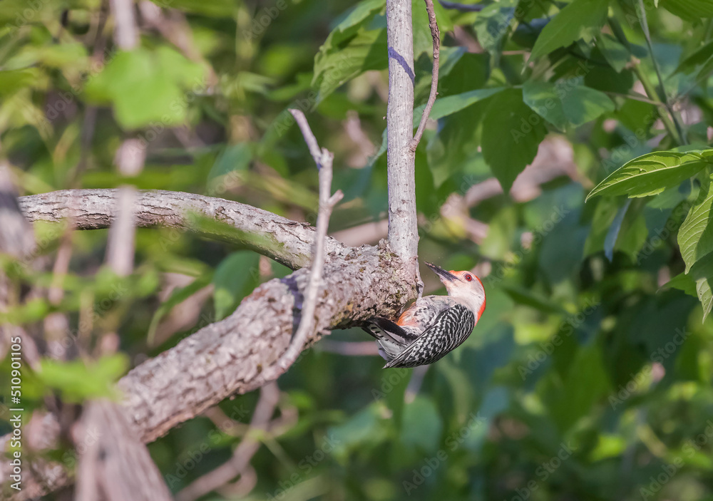 Male Red-bellied woodpecker pecking at a tree branch.Chesapeake and Ohio National Historical Park.Maryland.USA