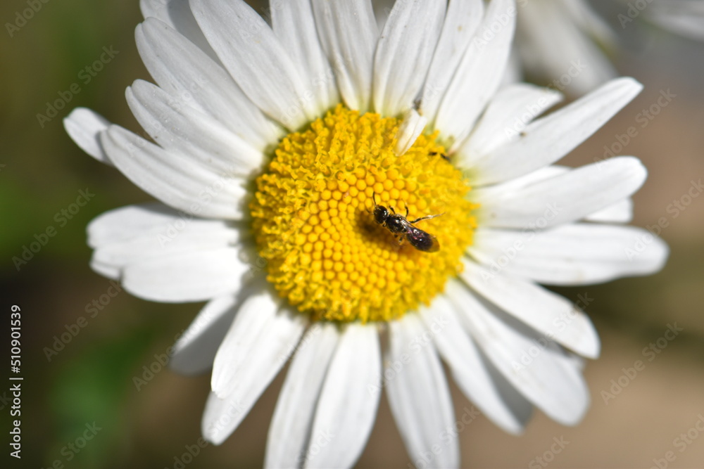 insect and chamomile