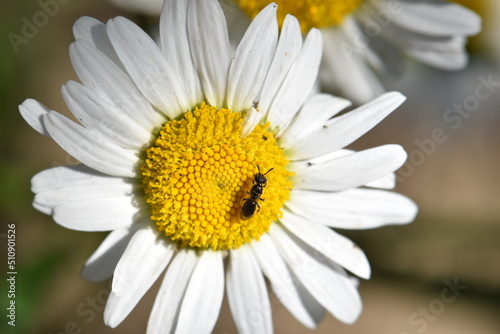 insect and chamomile