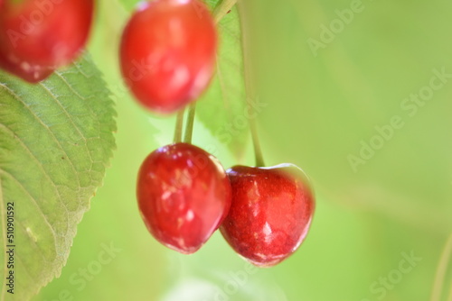 cherries in the garden