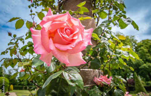 Fototapeta Naklejka Na Ścianę i Meble -  Pink rose in beautiful garden.