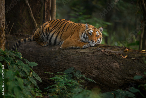 Wild tigress resting on a fallen tree trunk at Jim Corbett National Park, Uttarakhand, India photo