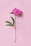 Beautiful pink peony on a pink pastel background. Place for text.
