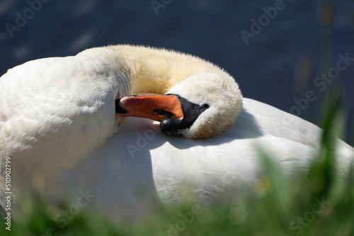 Fototapeta Naklejka Na Ścianę i Meble -  Le cygne