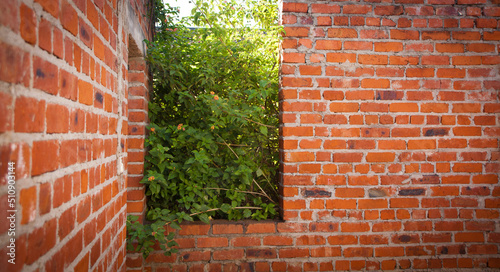 Brickwall and Window