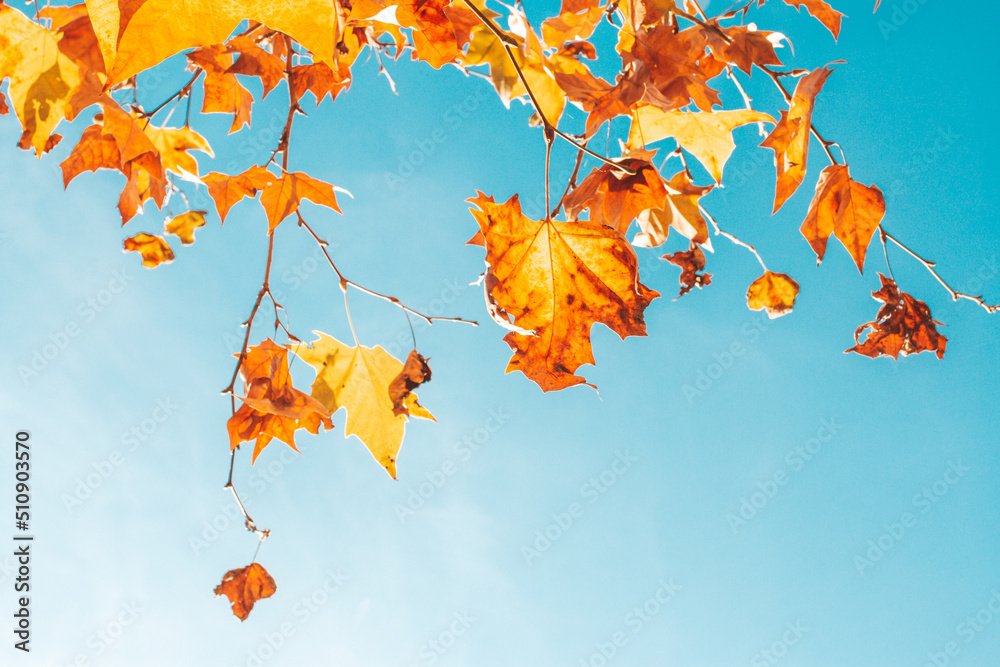 Autumn orange and yellow leaves frame against blue sky.
