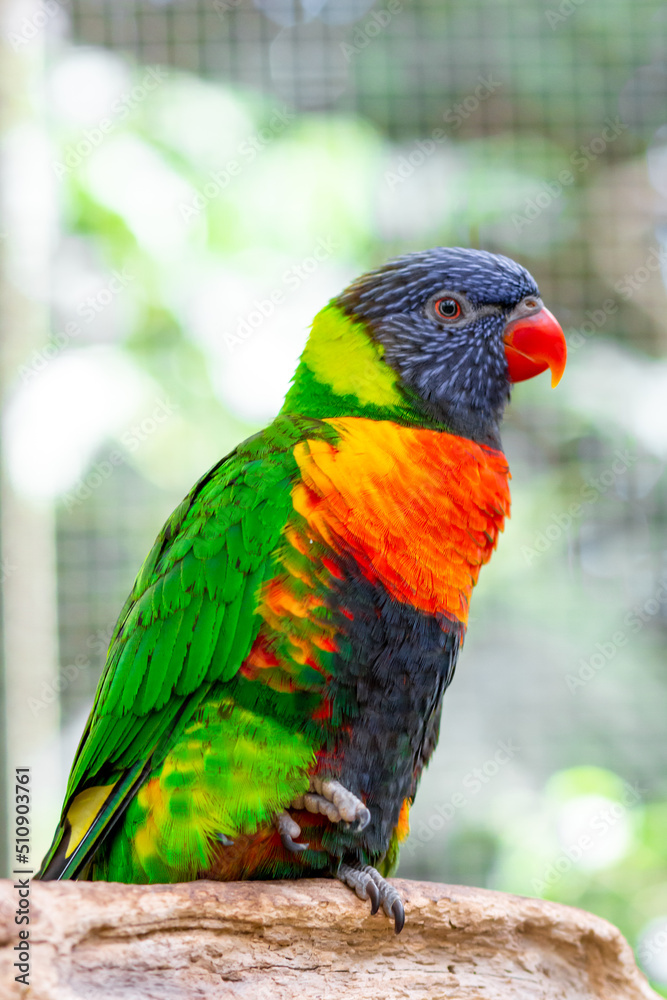 Tropical multicolor rainbow lorikeet, closeup bird portrait