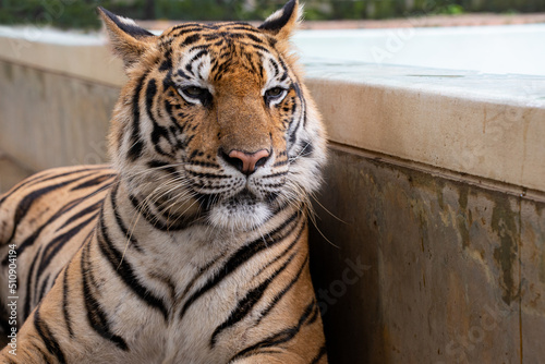 Selective focus and close-up front view of a large orange-black striped adult tiger is resting laying on the ground near the pool, while looking forward with a sleepy face in Tiger kingdom at Phuket.