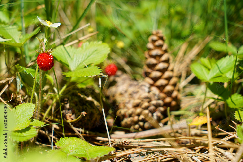 Strawberries and a flower grow in the forest against the background of forest cones and grass Strawberries and a flower grow in the forest against the background of forest cones and grass