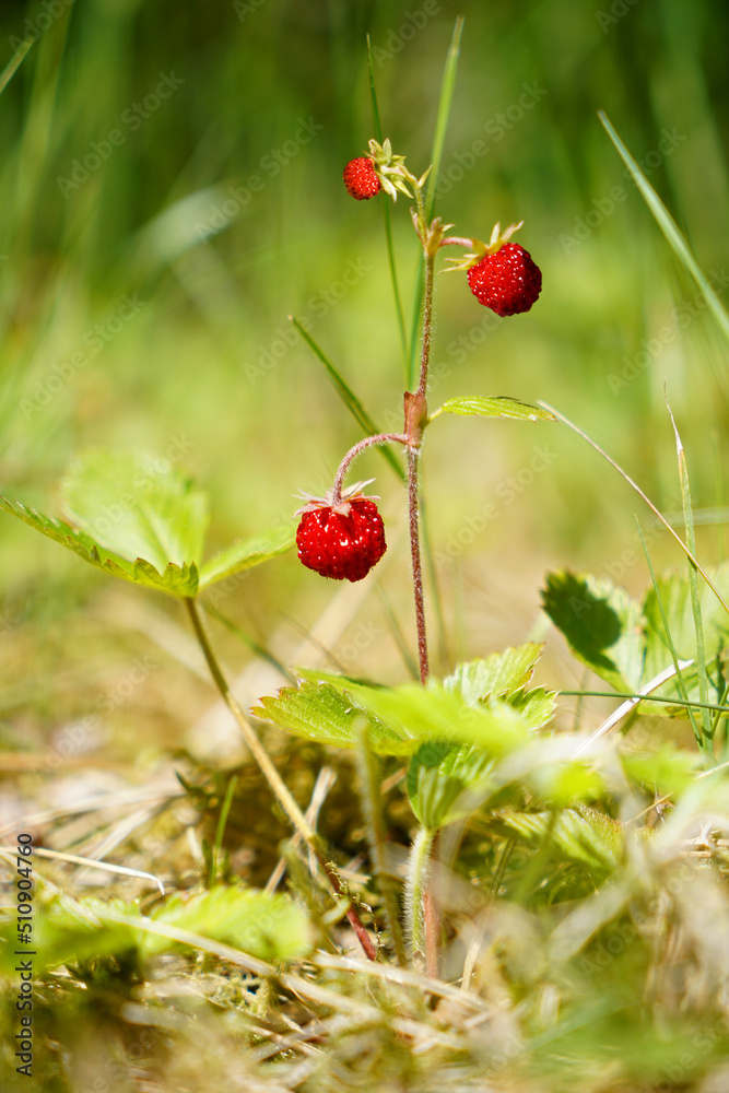Three red strawberries in the forest growing in sunlight Three red strawberries in the forest growing in sunlight