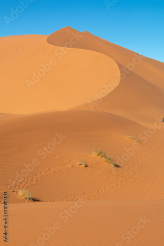 Dune in the Sahara desert during  with some plants and a clear sky