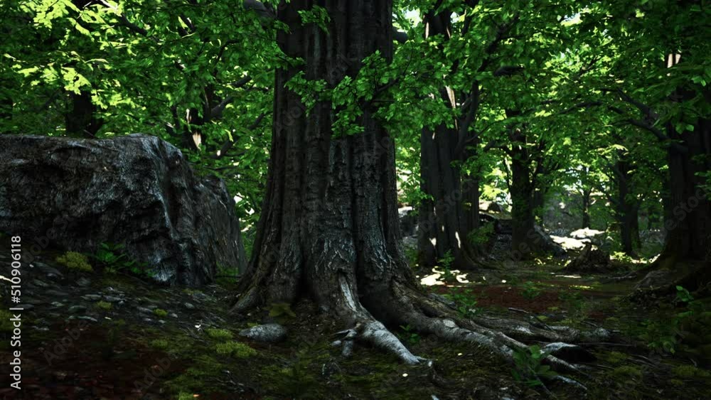 Peaceful magical mossy forest scene Peaceful magical mossy forest scene