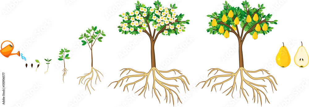 Life cycle of pear tree isolated on white background. Plant growing ...