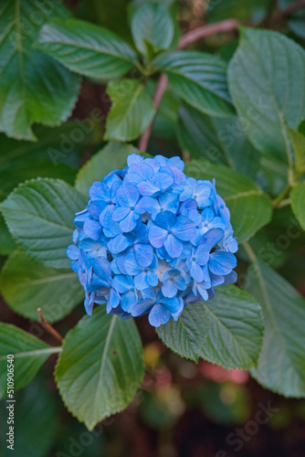 紫陽花小道