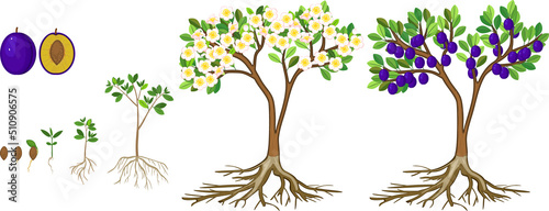 Life cycle of plum tree isolated on white background. Plant growing from seed to plum tree with ripe blue fruits and root system