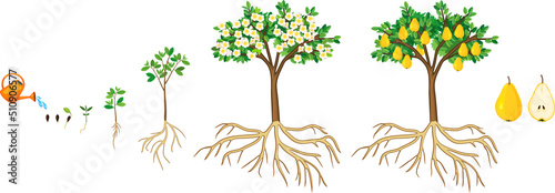 Life cycle of pear tree isolated on white background. Plant growing from seed to pear tree with ripe yellow fruits and root system