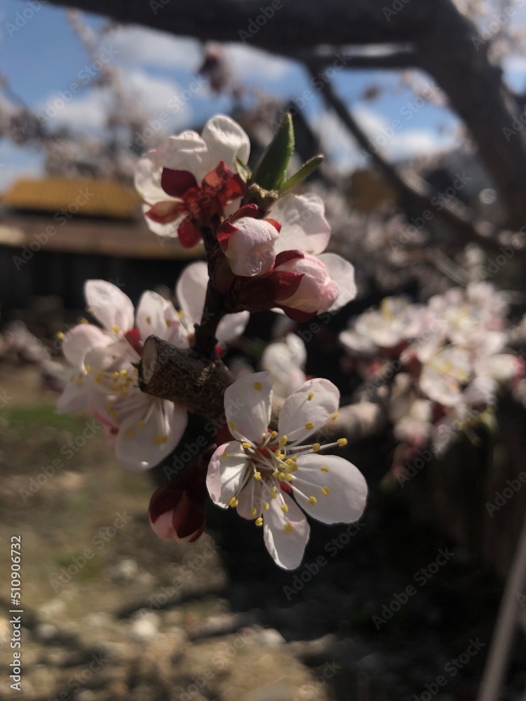 Obraz premium tree blossom
