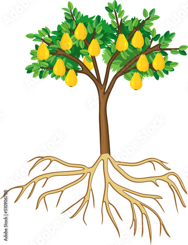Cartoon pear tree with green crown, ripe yellow pears and root system isolated on white background