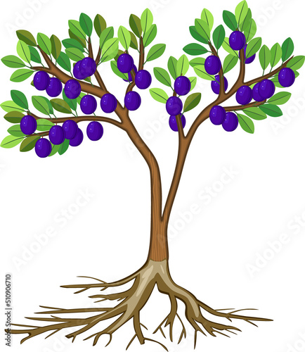 Cartoon plum tree with green crown, ripe blue plums and root system isolated on white background