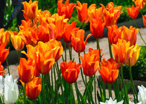colorful, bright tulip flowers in the park, spring awakens various flowers and plants to bloom in nature