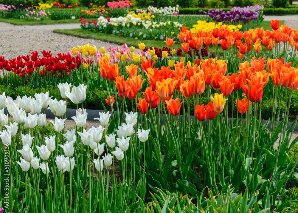 colorful, bright tulip flowers in the park, spring awakens various flowers and plants to bloom in nature