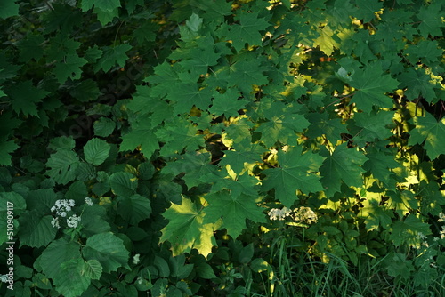 Acer campestre, Blätter eines Ahorn Baums im Gegenlicht