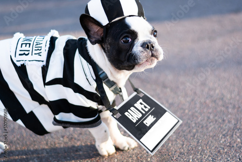 Cute French Bulldog in bad pet prisoner halloween costume