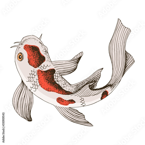 Japanese Koi carp fish isolate on white background