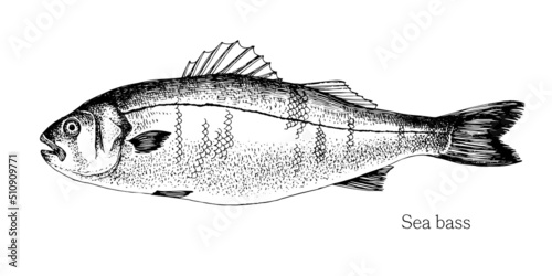 Sea bass fish hand drawn realistic illustration