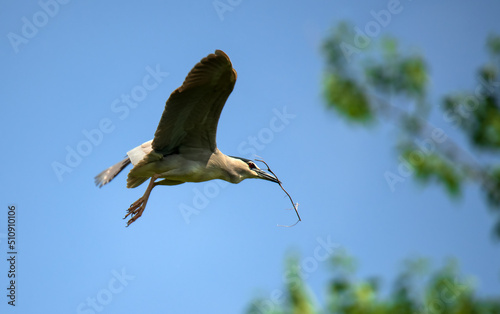 Night heron