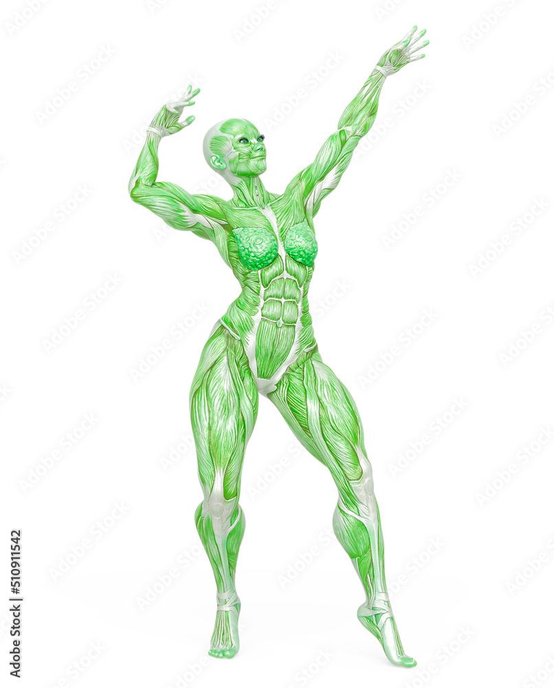 female bodybuilder is showing the guns up white background female bodybuilder is showing the guns up white background