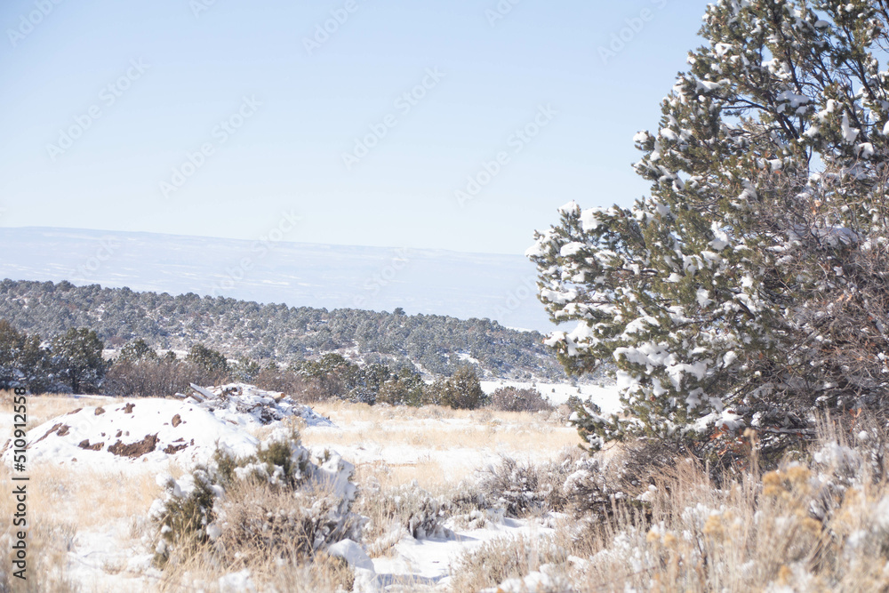 snow covered trees