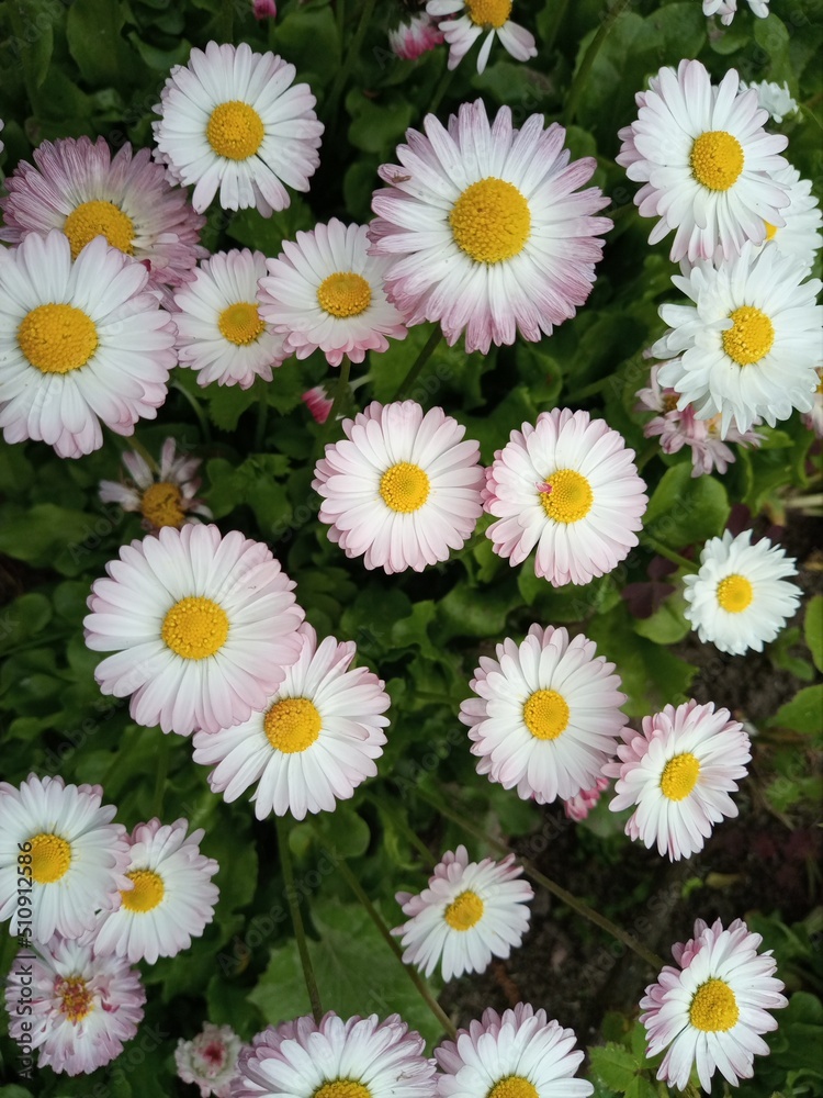Obraz premium Flowers 11