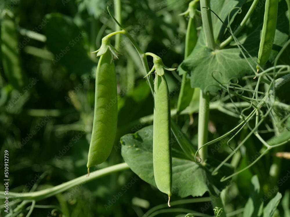 Field peas in a field in Northeim in Lower Saxony in Germany Field peas in a field in Northeim in Lower Saxony in Germany