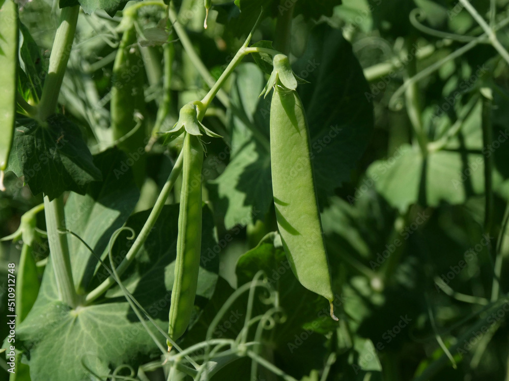 Field peas in a field in Northeim in Lower Saxony in Germany Field peas in a field in Northeim in Lower Saxony in Germany
