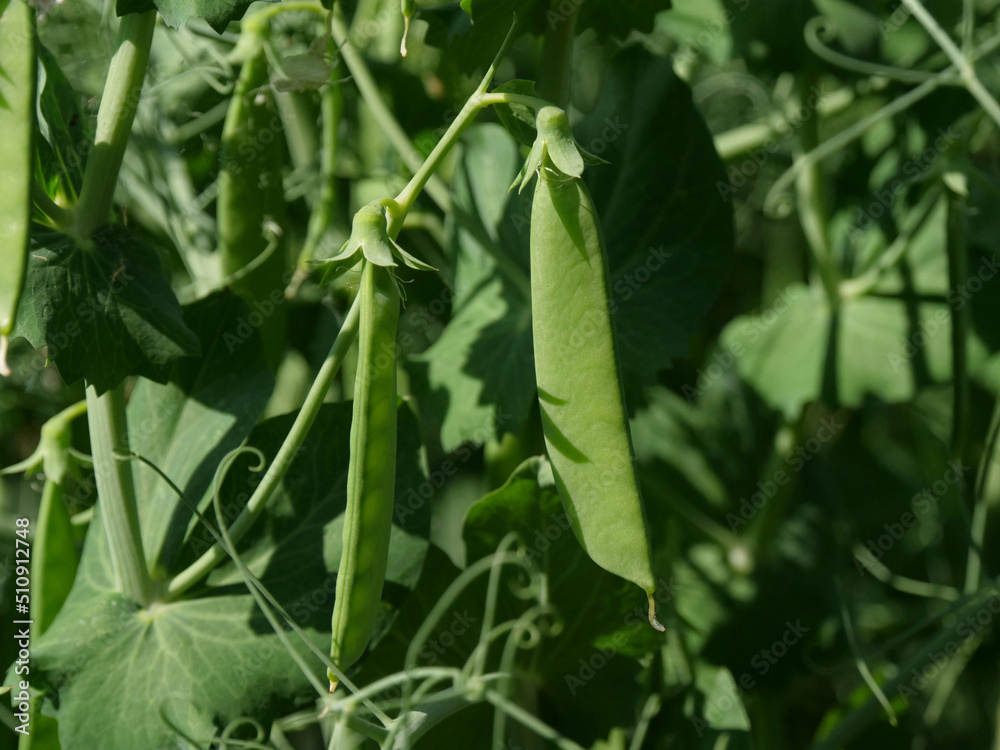 Field peas in a field in Northeim in Lower Saxony in Germany