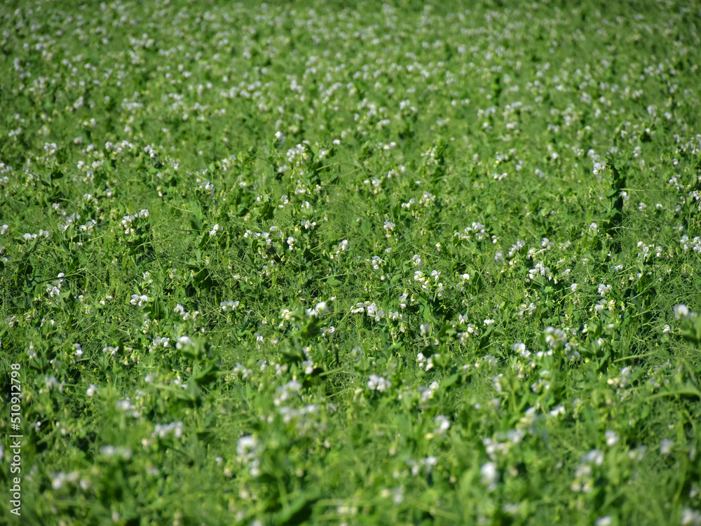 Field peas in a field in Northeim in Lower Saxony in Germany