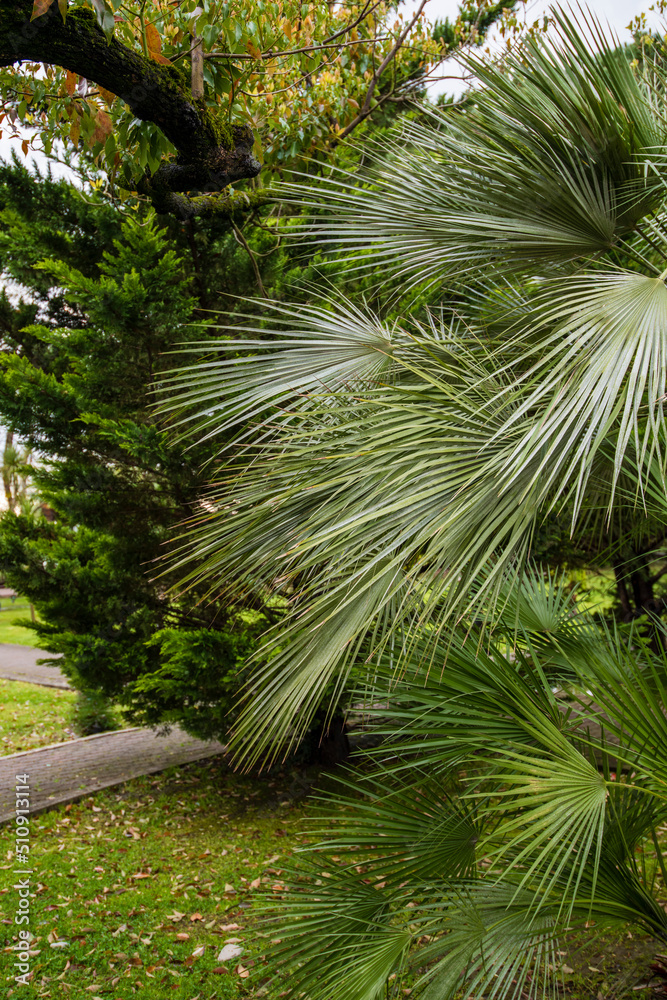 Botanical garden, park with tropical trees, path among park plantations, landscape design of urban parks, tropical forest, landscape with tropical forest Botanical garden, park with tropical trees, path among park plantations, landscape design of urban parks, tropical forest, landscape with tropical forest