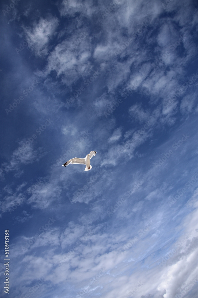 Fototapeta premium Herring gull flies high in blue summer sky