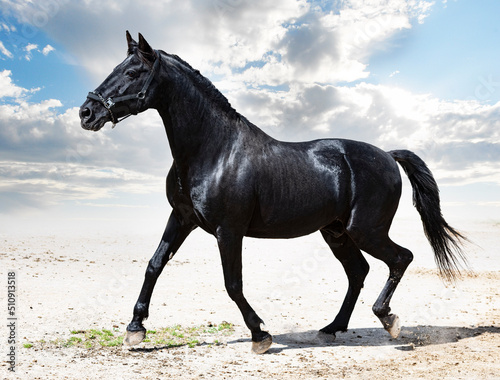 black stallion in nature © cynoclub