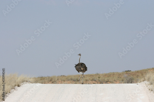 Ostrich in the Kgalagadi