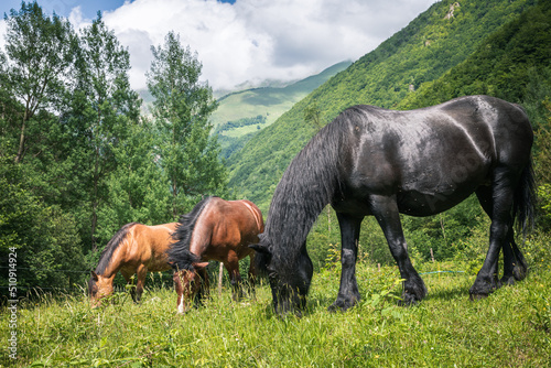 horses in the Pyrenees montain meadow 