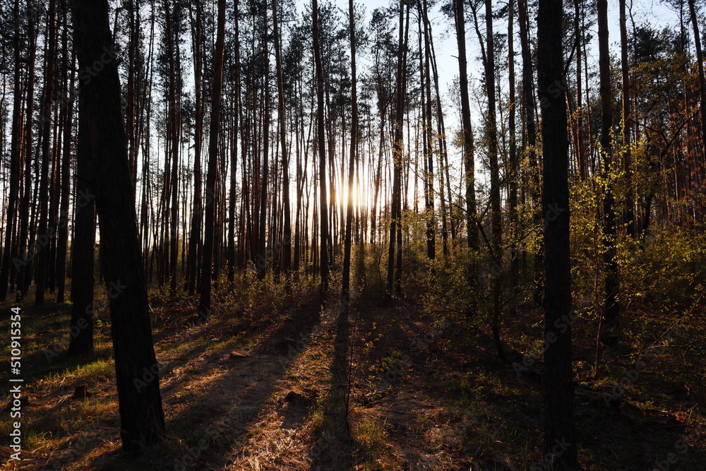 Evening forest in the rays of the autumn sun Evening forest in the rays of the autumn sun