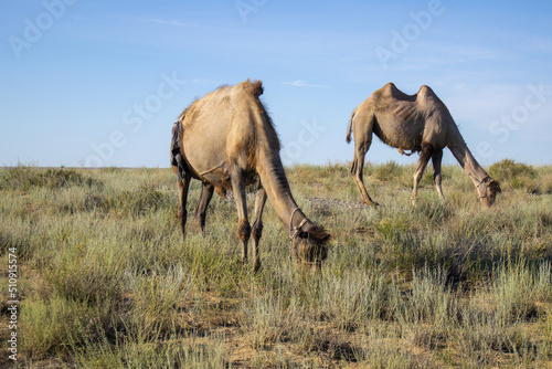 two camels are eating in the desert in Central Asia. camel thorns photo