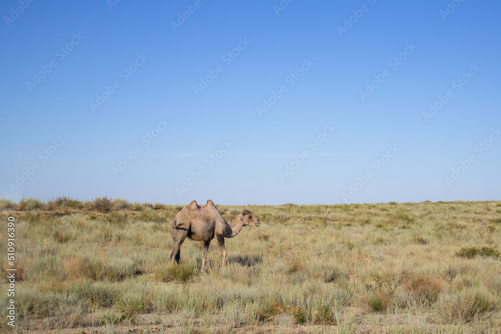 one camel in the desert in Central Asia. camel thorns