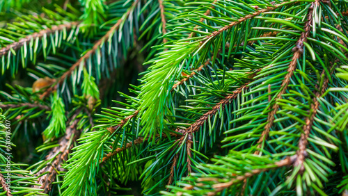 green spruce twigs macro shot. background or texture